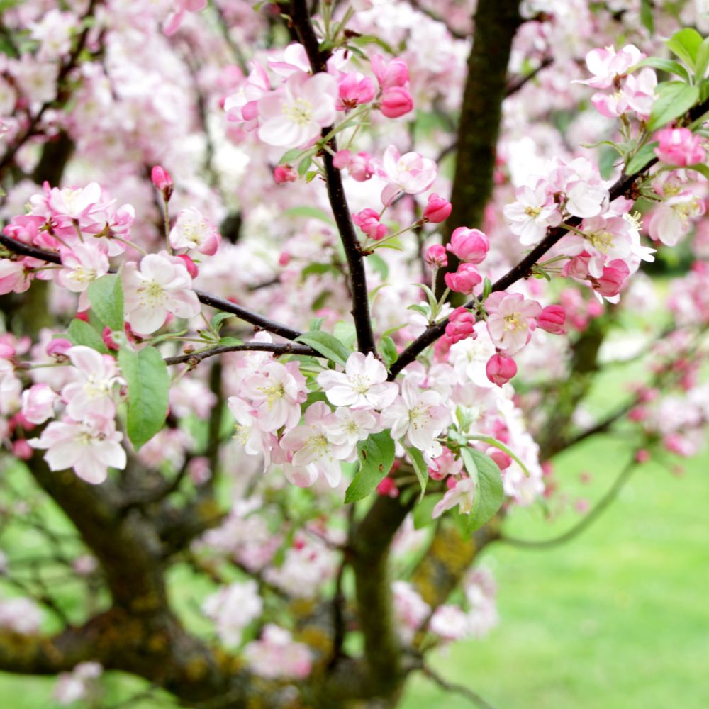 Ornamental trees are trees that people grow mainly for their beauty rather than for timber, fruit, or other products.