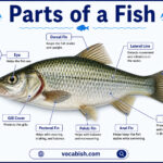 Parts of a Fish and Their Functions