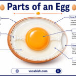 Parts of an Egg with Functions