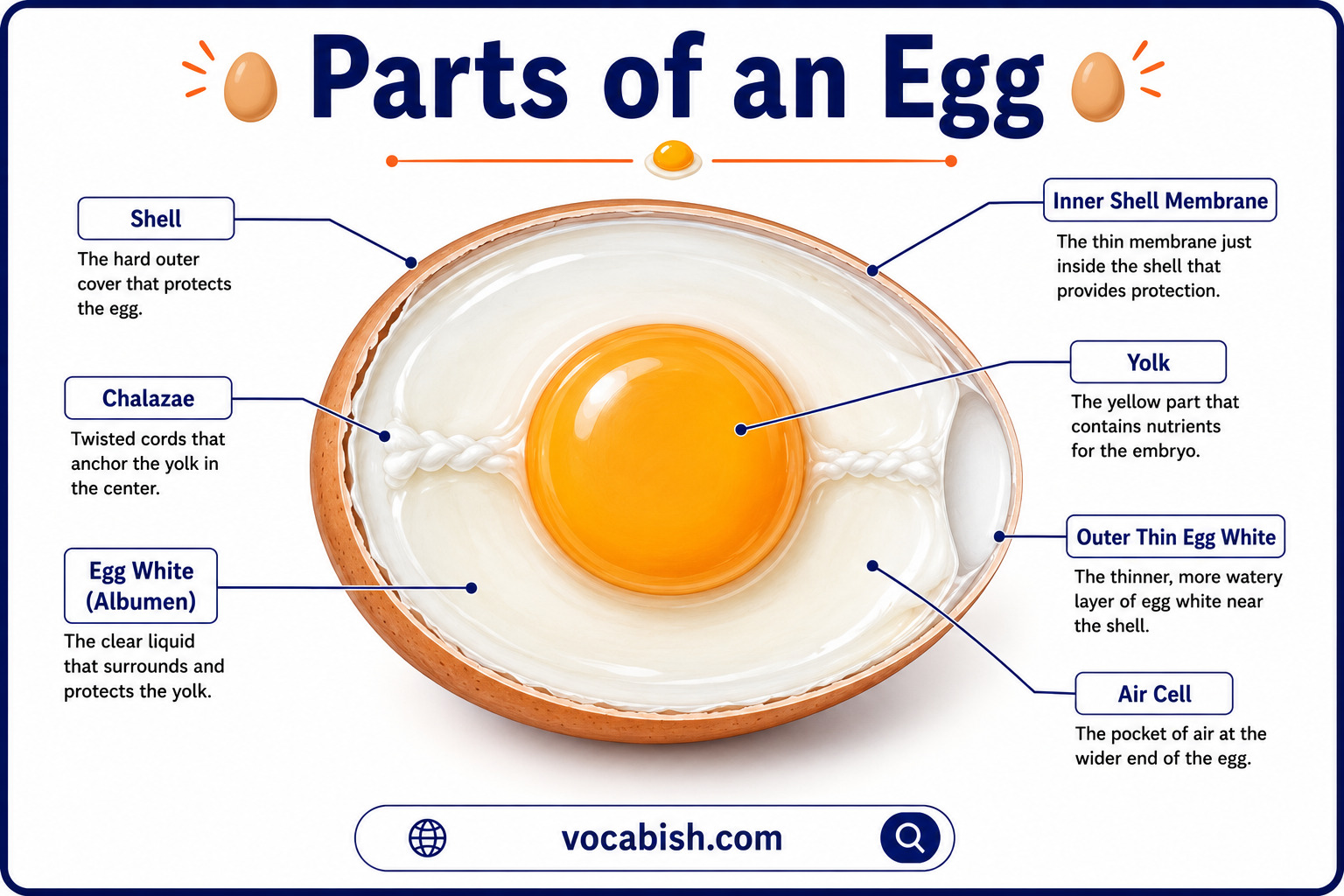 Parts of an Egg with Functions