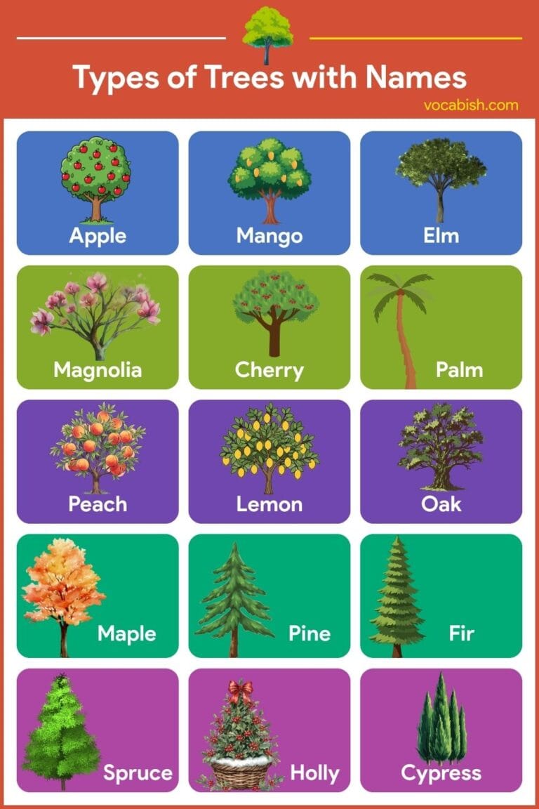 100+ Types of Trees with Names in English and Pictures | Vocabish