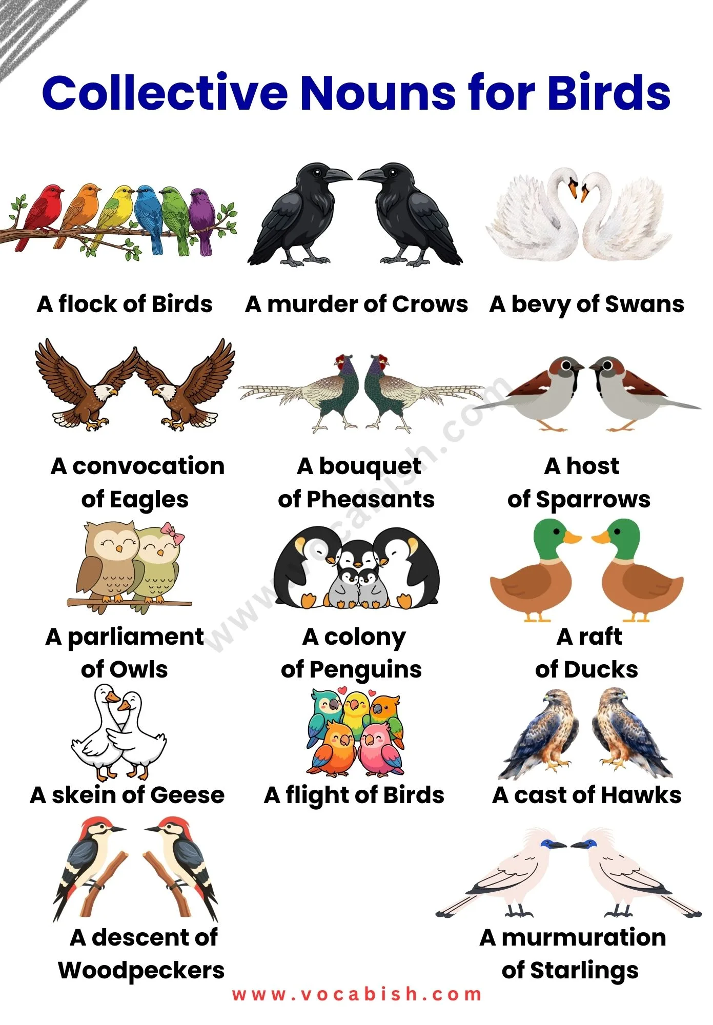 Collective Nouns for Birds