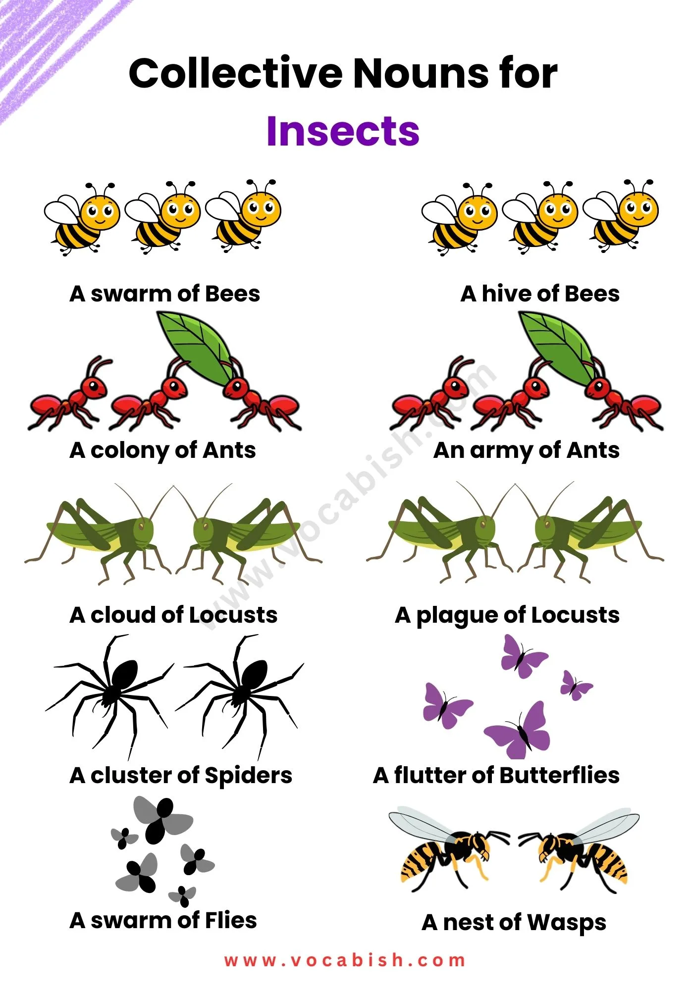 Collective Nouns for Insects