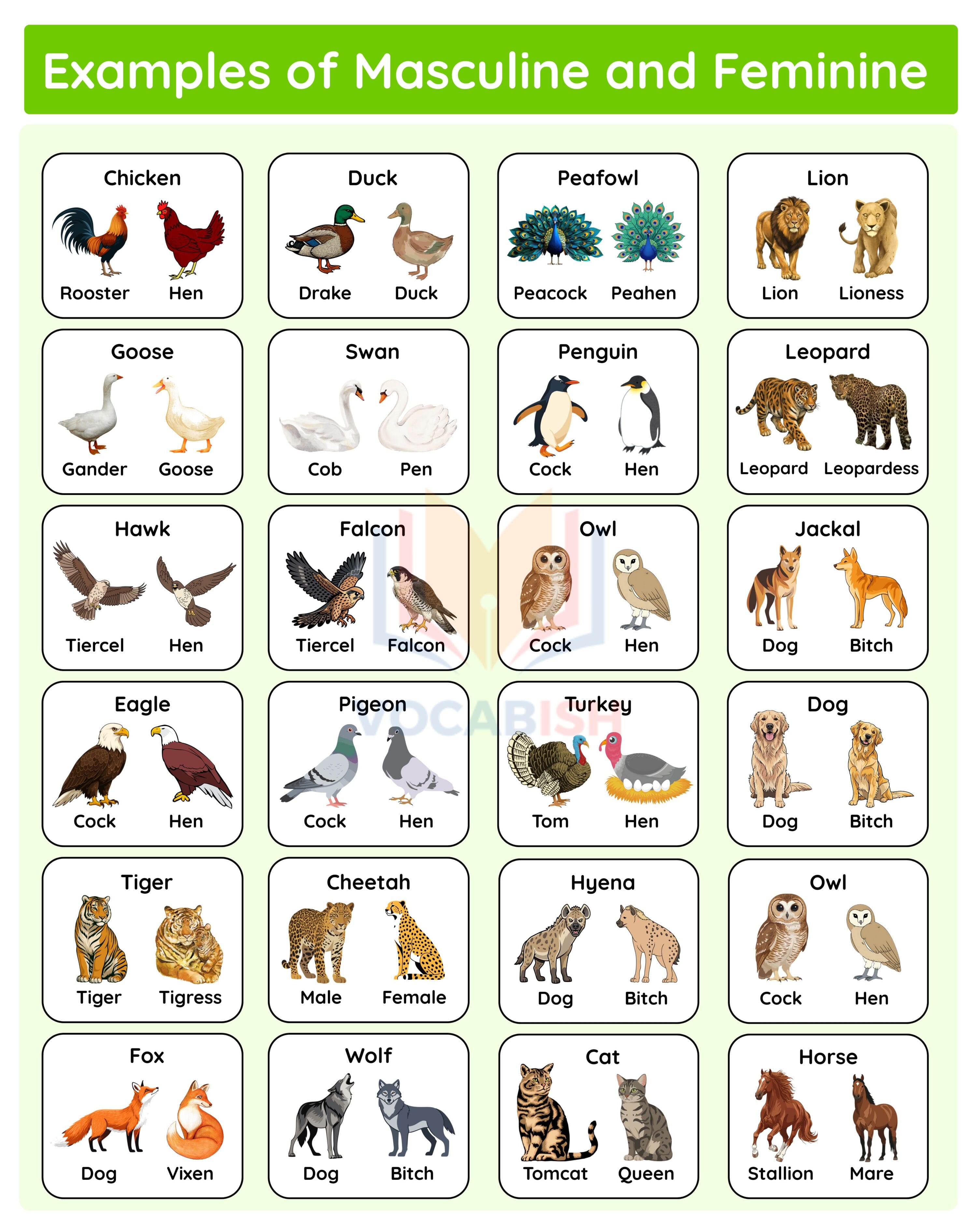 100 Examples of Masculine and Feminine