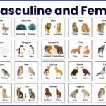 100 Examples of Masculine and Feminine Words