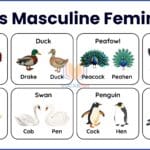 Birds Masculine Feminine