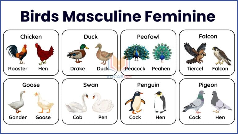 Birds Masculine Feminine