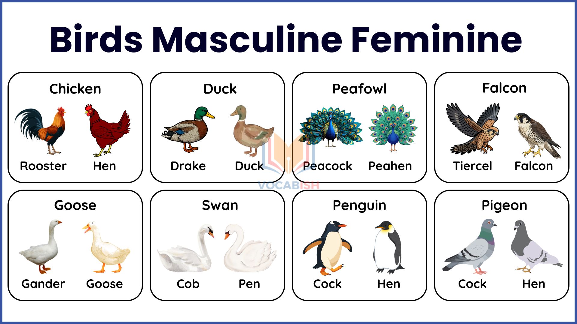 Masculine and Feminine of Birds: Names with Pictures