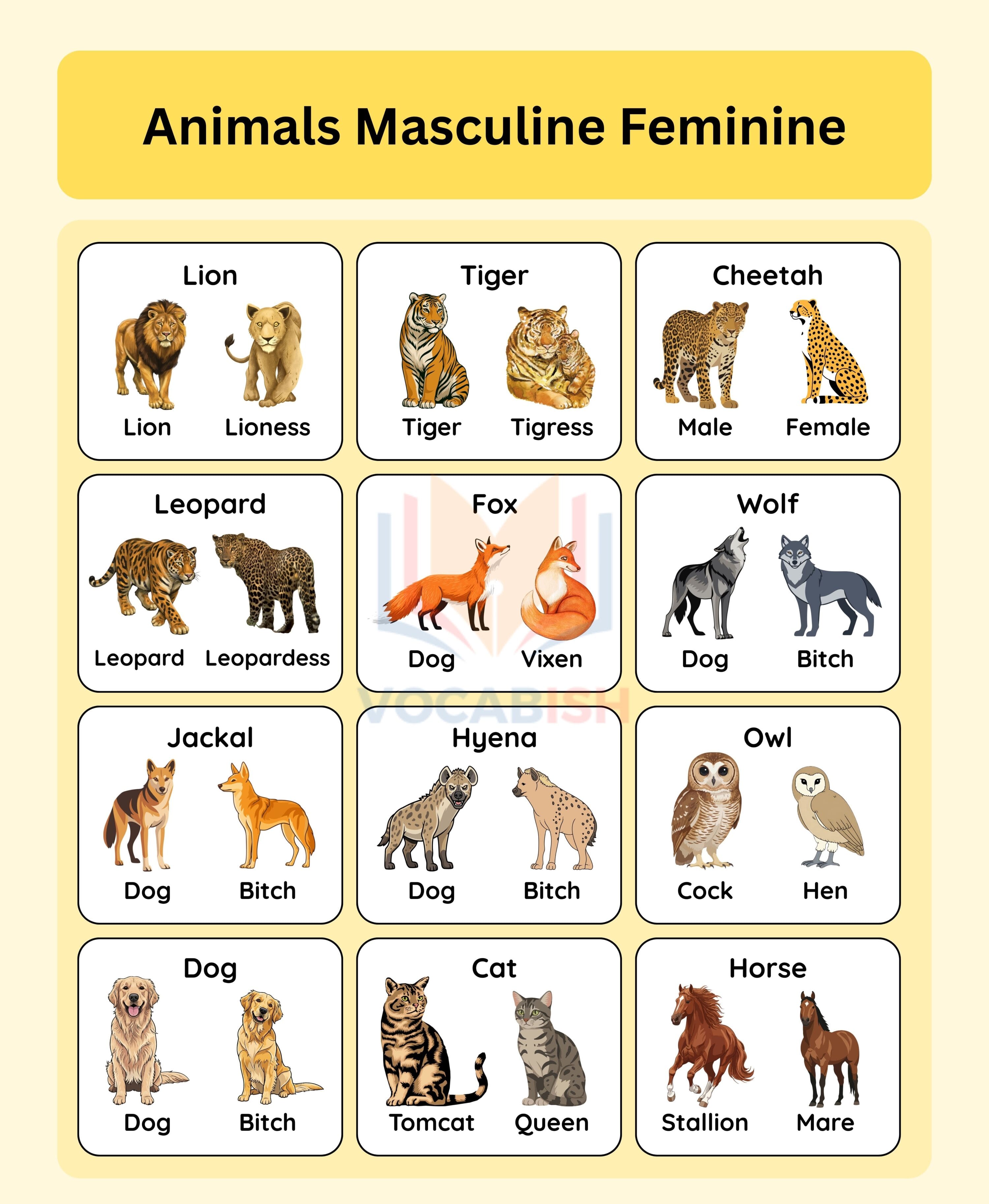 Male and Female Animals