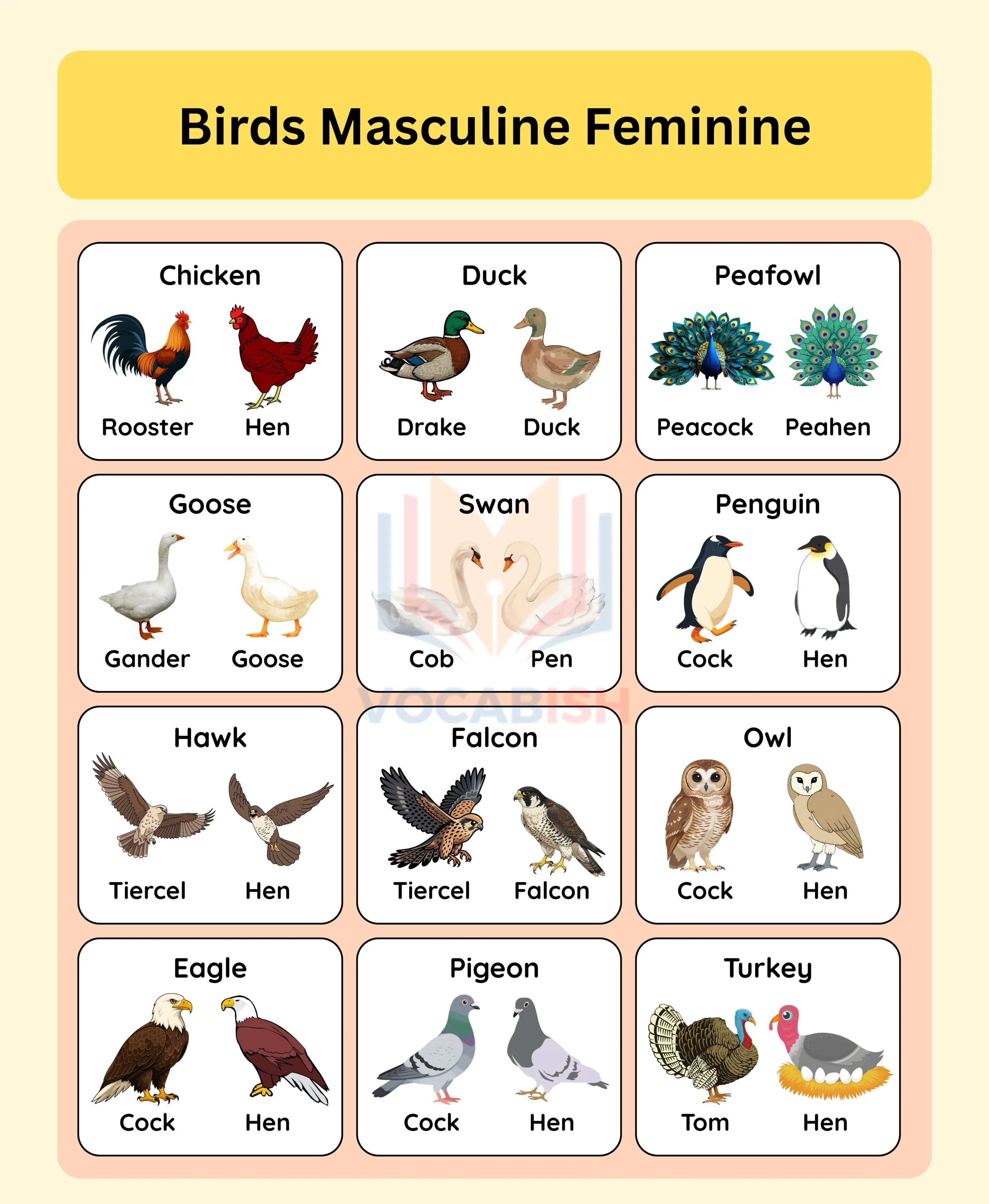 Masculine and Feminine of Birds