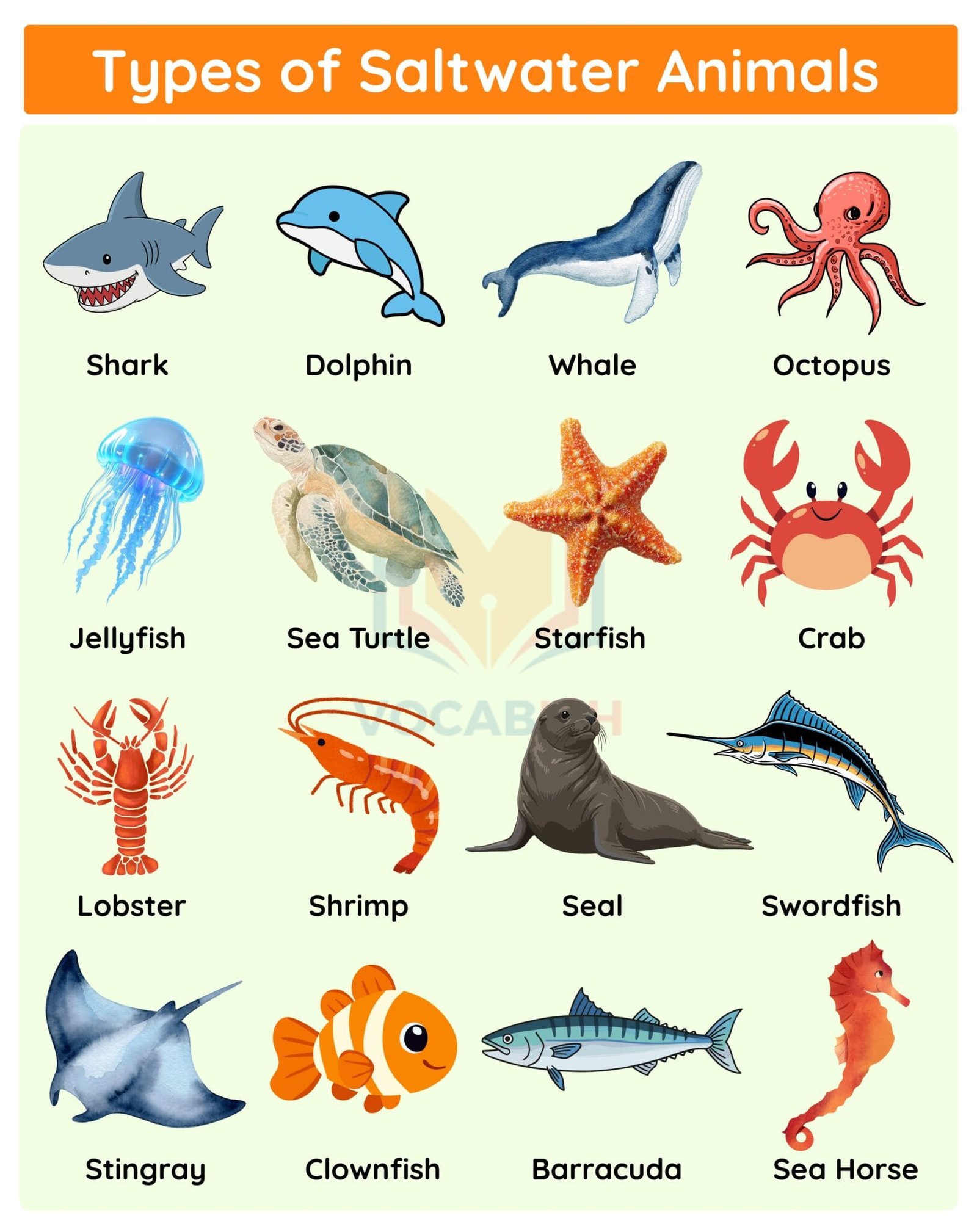 Types of Saltwater Animals with Names and Pictures | Vocabish