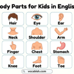 Body Parts for Kids with Pictures