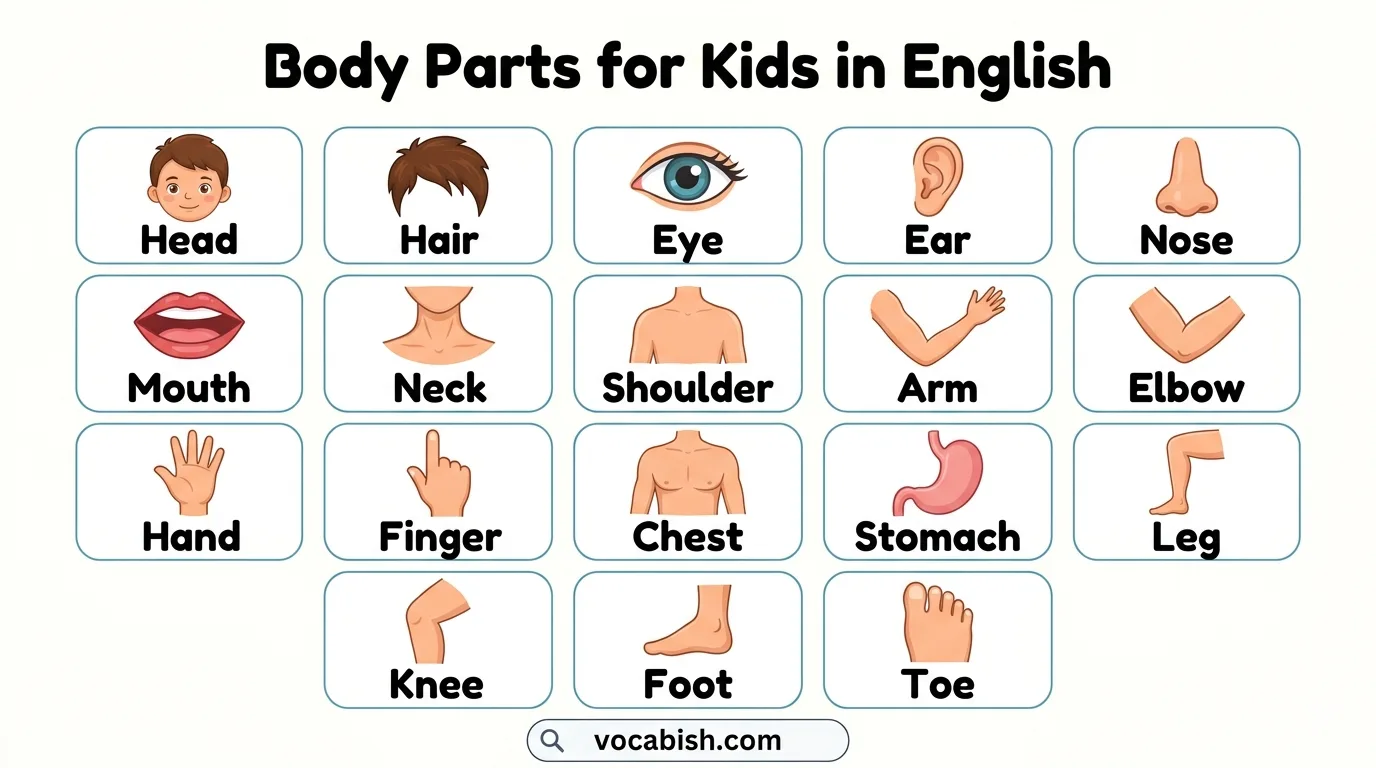 Body Parts for Kids with Pictures
