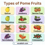 Types of Pome Fruits in English