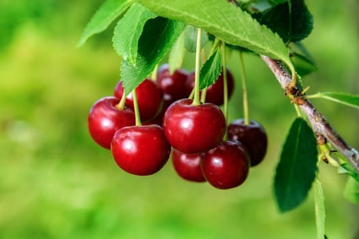 Cherry season fruit
