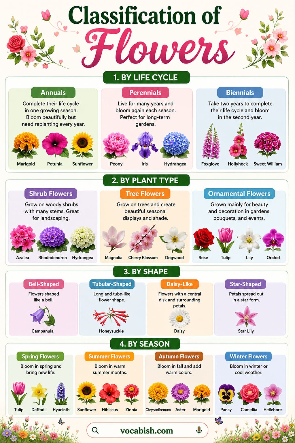 Classification of Flowers Explained with Examples and Pictures