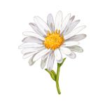 White daisy flower with yellow center growing in a garden