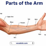 Different Parts of the Arm