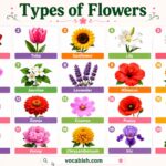 50 Popular Flower Names with Pictures