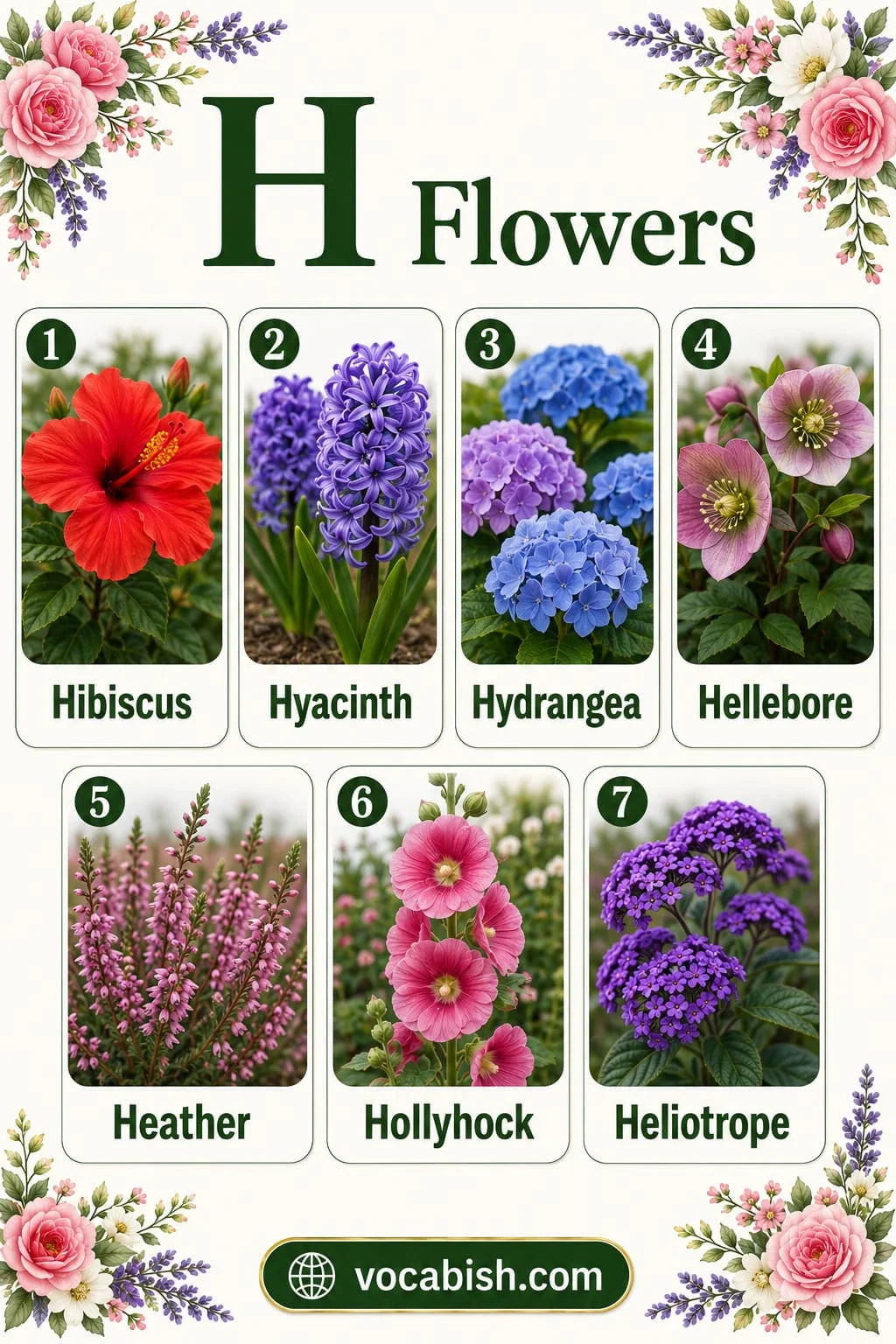 Flower vocabulary list featuring flowers that start with H including Hibiscus, Hyacinth, Hydrangea, Hellebore, Heather, Hollyhock, and Heliotrope