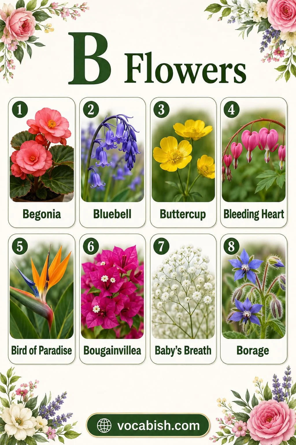 Flower names starting with B including Begonia, Bluebell, Buttercup, Bleeding Heart, Bird of Paradise, Bougainvillea, Baby’s Breath, and Borage