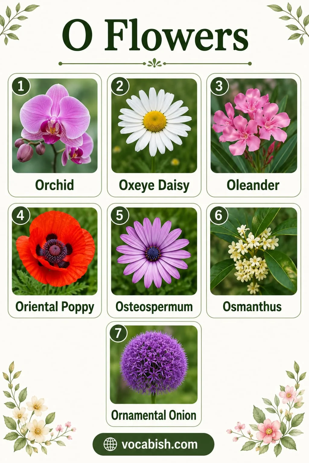 Garden flowers starting with O including Orchid, Oxeye Daisy, Oleander, Oriental Poppy, Osteospermum, Osmanthus, and Ornamental Onion