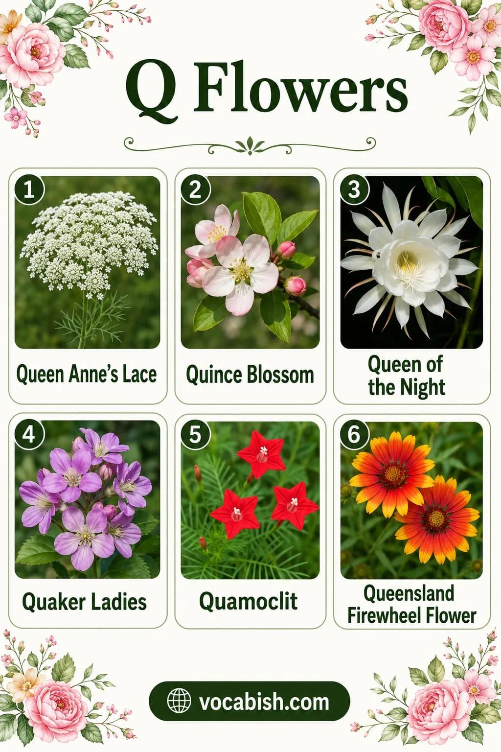 Flower species starting with Q including Queen Anne’s Lace, Quince Blossom, Queen of the Night, Quaker Ladies, Quamoclit, and Queensland Firewheel Flower