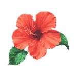 Red hibiscus flower blooming in a tropical garden