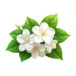 Small white jasmine flowers with fresh green leaves