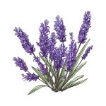 Purple lavender flowers growing in a peaceful garden field