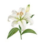 White lily flower with large petals and green leaves