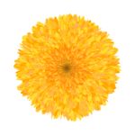 Orange marigold flower blooming brightly in a home garden