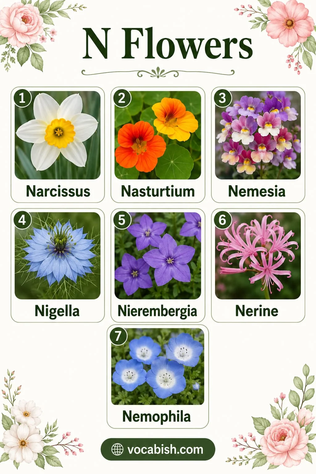 Popular flowers starting with N including Narcissus, Nasturtium, Nemesia, Nigella, Nierembergia, Nerine, and Nemophila