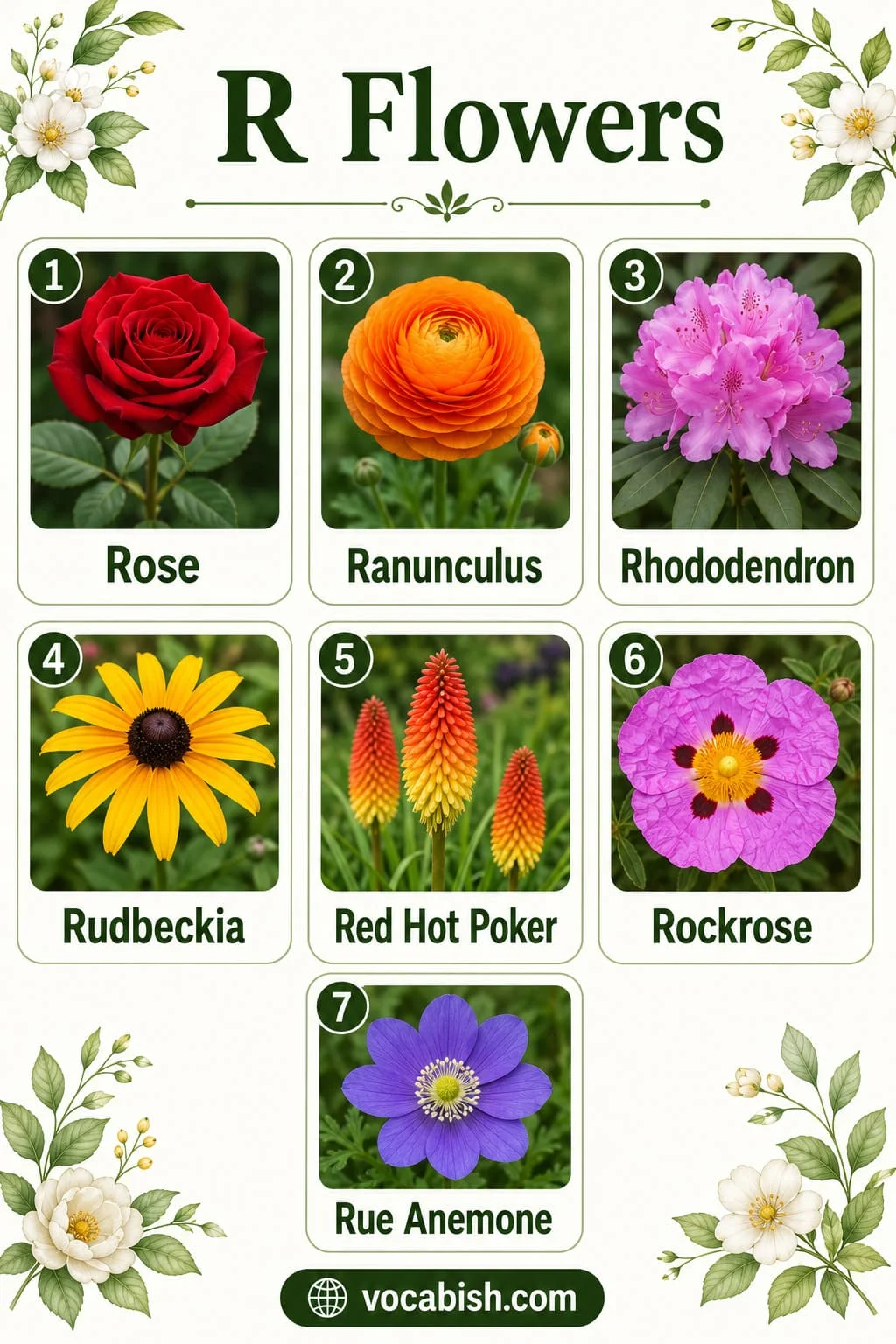 Flower vocabulary featuring flowers that start with R including Rose, Ranunculus, Rhododendron, Rudbeckia, Red Hot Poker, Rockrose, and Rue Anemone