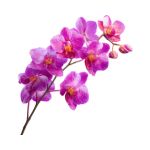 Purple orchid flower blooming indoors with elegant petals