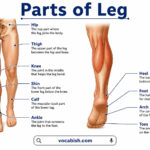 Parts of Leg Explained in English with Their Functions and Labeled Diagrams