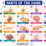 Parts of the Hand Explained in English with Pictures