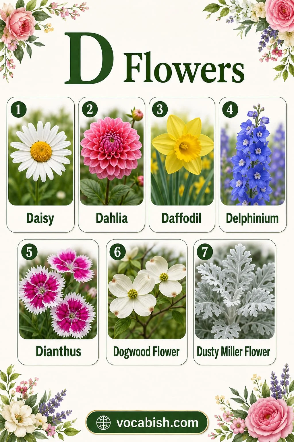 Popular flowers starting with D including Daisy, Dahlia, Daffodil, Delphinium, Dianthus, Dogwood Flower, and Dusty Miller Flower