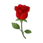 Red rose flower blooming in a beautiful garden with soft petals
