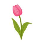Pink tulip flower blooming in a colorful spring garden