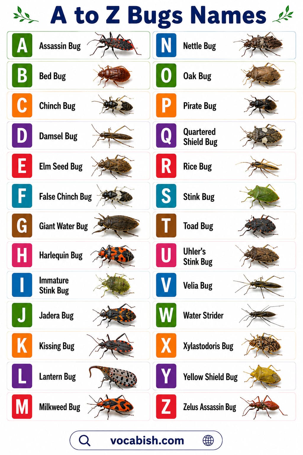 A to Z Types of Bugs and Pictures