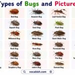 All Types of Bugs and Pictures