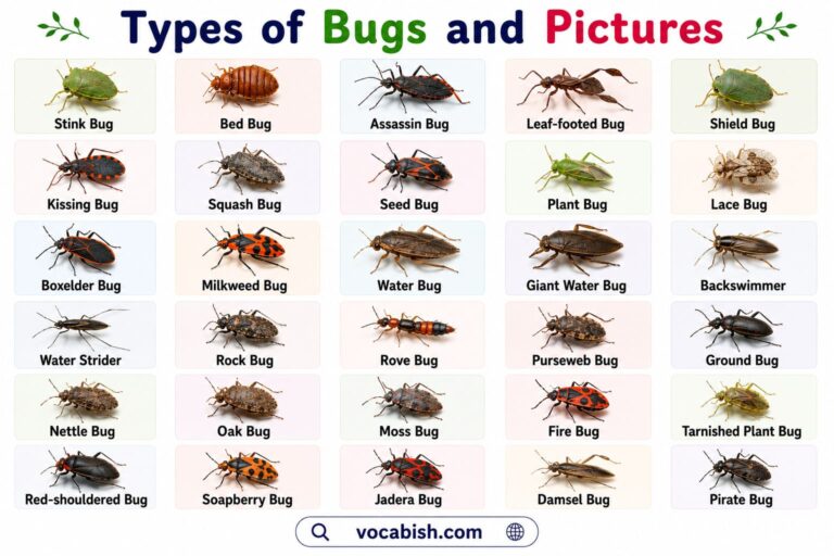 All Types of Bugs and Pictures