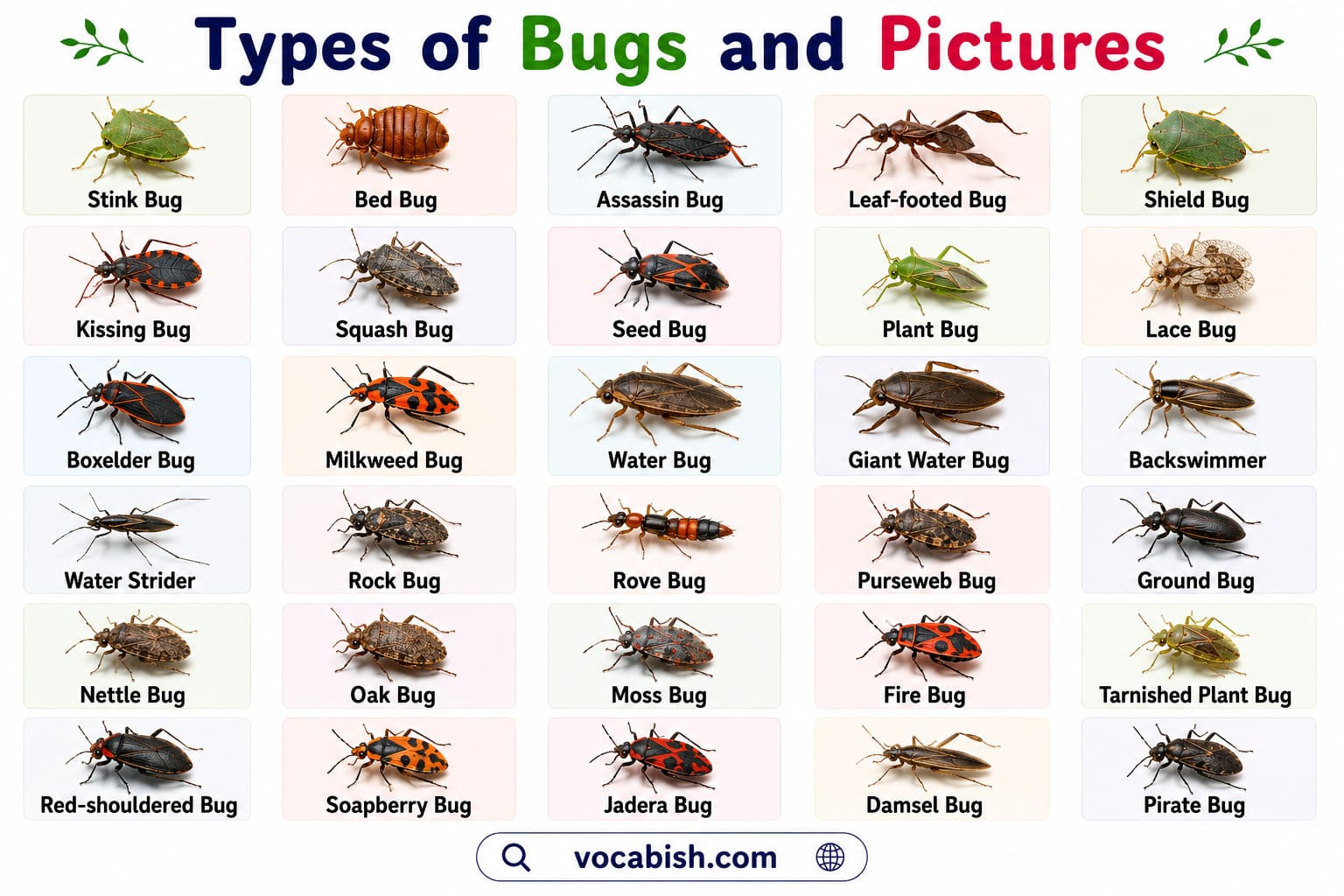 All Types of Bugs and Pictures
