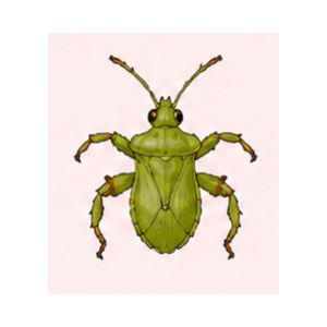 Ambush Bug — Close-up illustration of an ambush bug showing its compact body and camouflage-friendly appearance.