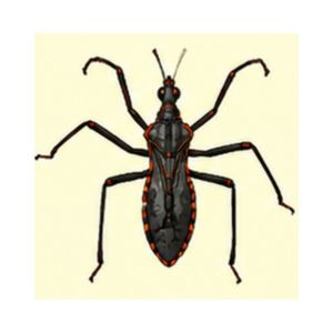 Assassin Bug — Detailed illustration of an assassin bug with long legs and a distinctive narrow body.