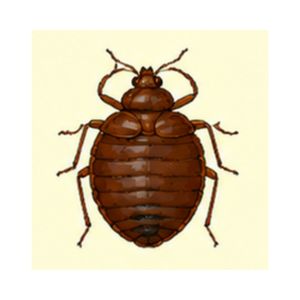Bed Bug — Clear illustration of a bed bug displaying its flat oval shape and brown coloration.