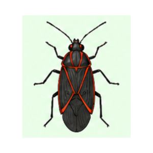 Boxelder Bug — Illustration of a boxelder bug featuring a black body with red-orange markings.