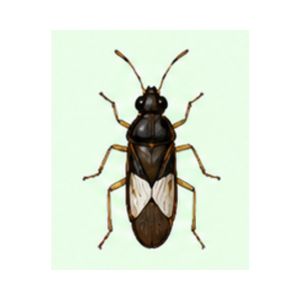 Chinch Bug — Close-up image of a chinch bug showing its small size and dark patterned wings.
