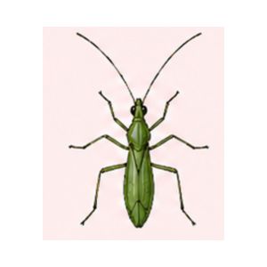 Damsel Bug — Detailed illustration of a damsel bug with a slender body and long antennae.
